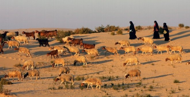 Beduinos del Sinaí exigen amnistía y derechos legales sobre sus tierras