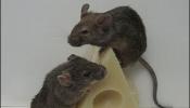 Crean ratones que nunca engordan