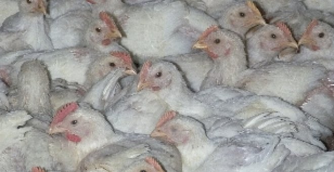 Mueren asfixiados unos 10.000 pollos en el incendio de una granja de Granada