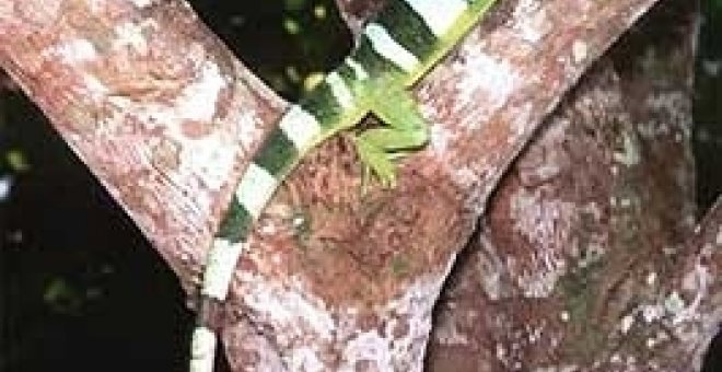 Nueva especie de iguana localizada en Fiyi