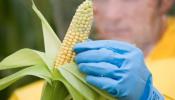 Cada país de la UE podrá decidir si permite los cultivos transgénicos
