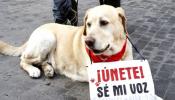 Detenida una mujer en Málaga por tener a su perra encerrada en una terraza durante años