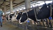 Los ganaderos piden "reglas de juego claras" tras la sanción a las empresas lácteas