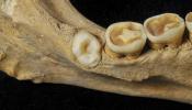 Identifican por primera vez un homínido de Atapuerca con un molar extra