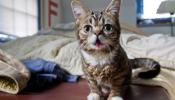 Jóvenes científicos secuenciarán el genoma de una gata en internet