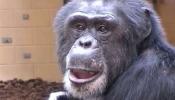 Los chimpancés saben cuándo llevan razón
