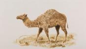 Hallan ADN de camello en Canadá muy similar a los de África y Asia
