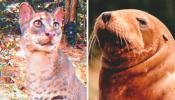 El gato dorado africano y el león marino de Nueva Zelanda, nuevas especies amenazadas