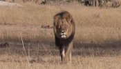 El hombre que mató al león Cecil de Zimbabwe es americano y no español