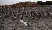 Voluntarios anillan a más de 600 pollos de flamenco en Málaga