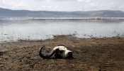 El destrozo del cambio climático en el Parque Nacional Nakuru, en Kenya