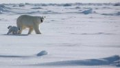 Una decena de especies, incluida el hombre, podrían extinguirse por el cambio climático