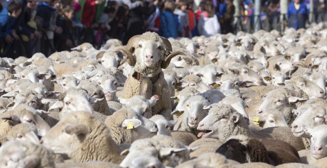 Los responsables de una granja de Barcelona, condenados a un año de cárcel por maltrato animal