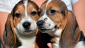 Nace la primera camada de perros por fecundación in vitro