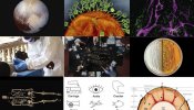 Los 10 descubrimientos científicos más importantes de 2015