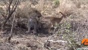 El leopardo que no quiso comerse a la cría de impala
