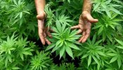 Legalización de la marihuana, mantenimiento de la pena de muerte y otras medidas aprobadas por EEUU