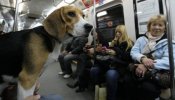 Los perros podrán entrar en el Metro de Madrid en horas valle y los fines de semana