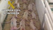 Los últimos doce casos más sangrantes del maltrato animal