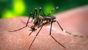 Sanidad eleva a 190 los casos de Zika confirmados en España