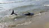 Mueren dos delfines calderón varados en una playa de Castellón