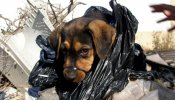 Rescatan a una cachorro que había sido abandonada en una bolsa de basura y con el hocico atado