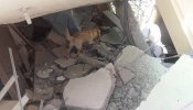 Muere un perro que participaba en las labores de rescate tras el terremoto de Ecuador