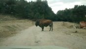 Un hombre muere al ser embestido por un búfalo en un 'safari' en Penàguila