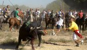 Tordesillas sustituye el Toro Vega por el Toro de la Peña sin lidia ni muerte