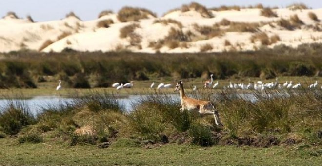Ecologistas piden declarar "en riesgo" el acuífero de Doñana tras un nuevo informe