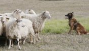Investigan al dueño de 131 ovejas por dejarlas morir de hambre en Salamanca