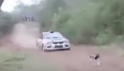 Un perro se salva por los pelos de morir atropellado en un Rally