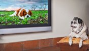 ¿Qué ven los perros cuando miran al televisor?