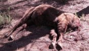 La Guardia Civil imputa un delito de maltrato animal a un responsable de la reserva valenciana de bisontes