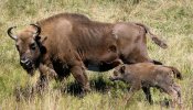 La Guardia Civil encuentra una bola que podría llevar veneno en la reserva valenciana de bisontes