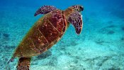 La contaminación amenaza a las tortugas más que el calentamiento global