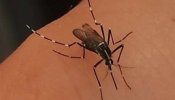 El mosquito tigre continúa su invasión y llega a 70 nuevos municipios españoles en un año