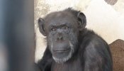 Sentencia histórica en Argentina: la chimpancé Cecilia es trasladada a un Santuario con un 'habeas corpus'