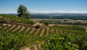 Fomento alarga una autovía por la presión de las grandes bodegas