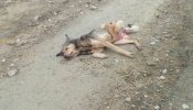 Una cacería en Galicia acaba matando a un perro en lugar de a un lobo