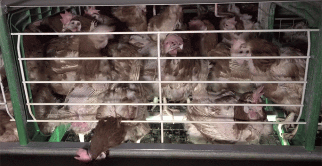 Así malviven las gallinas de las granjas de huevos en España