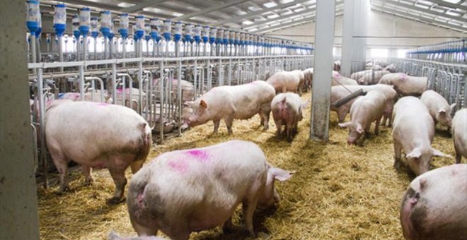 No teman al TTIP, el peligro está en casa y es la industria porcina