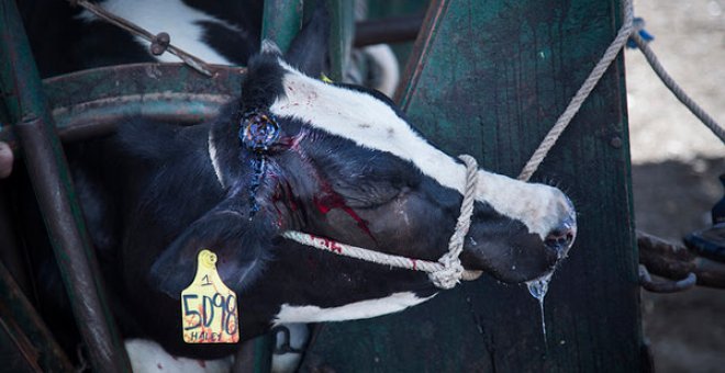 Igualdad Animal denuncia la brutalidad de la industria láctea en México