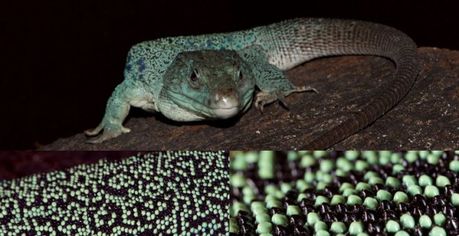 Las manchas del lagarto evolucionan según un patrón matemático