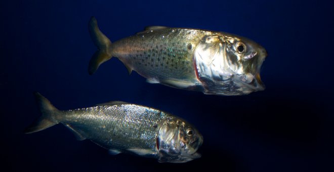 El rastro genético de los peces