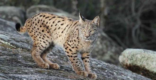 "Hay que evaluar cómo ha afectado el fuego al lince y saber dónde están los que faltan"