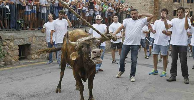 El Parlament balear prohibeix els espectacles on es matin o maltractin braus