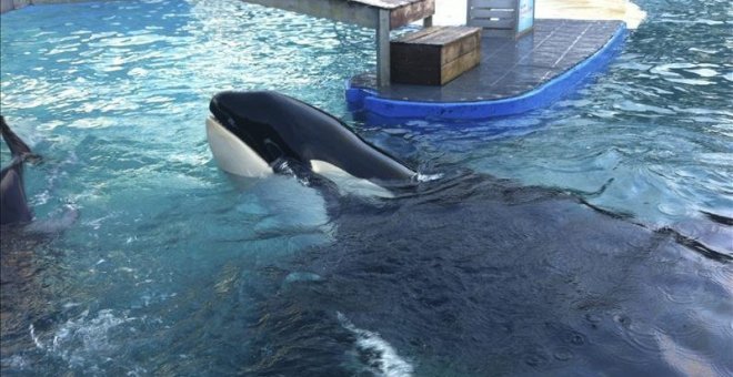 El PETA exige al acuario de Miami que libere a la orca Lolita tras 47 años de cautiverio