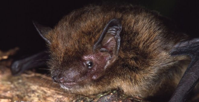 La Lista Roja anuncia la extinción del murciélago de la Isla de Navidad
