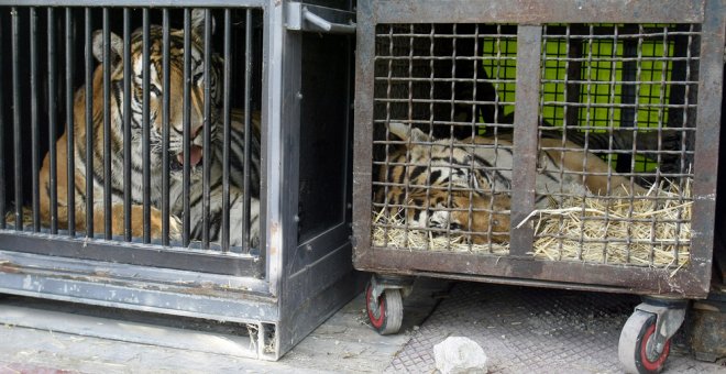 Otro circo español retira los números con animales y los dona a un centro de rescate